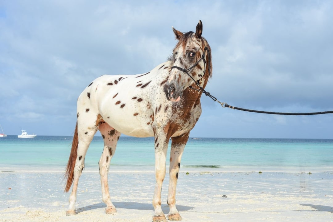 Meet Our Horses Zanzibar Horse Club